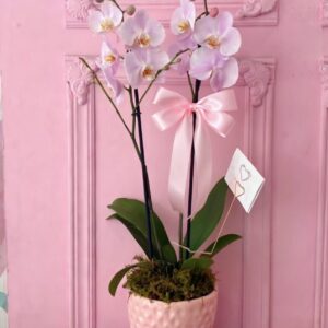 orquidea